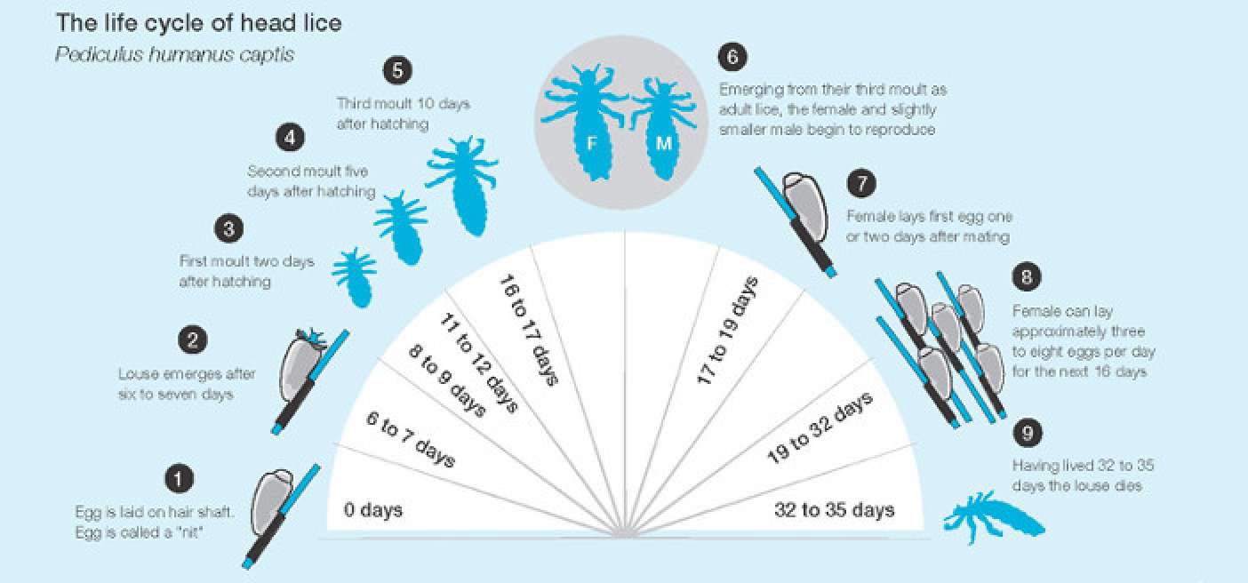 What Color Are Lice Eggs When They Are Ready To Hatch - gnx5iz8