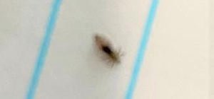 how what do does head lice bugs nymph eggs nits look like off the hair