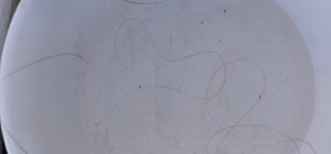 head lice bugs egg nits camouflage in hair how to tell if you i have
