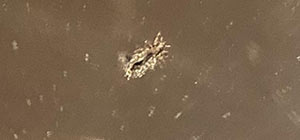 what do lice bugs look like alive dead translucent brown black gray
