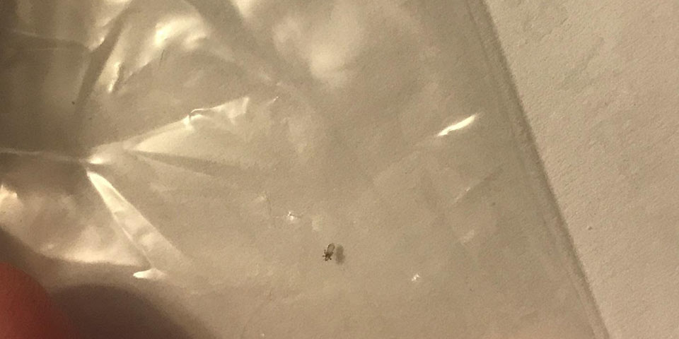 学校でのシラミ予防