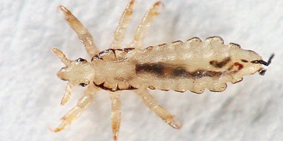lice tips bug adult louse bug male female