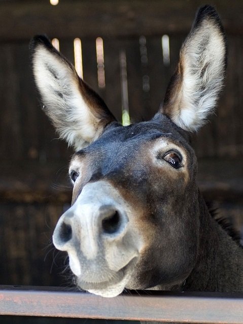 close image of long eared brown donkey face head.