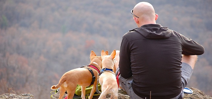 rear view of two dogs and a bald man sitting on the ground looking at nature.