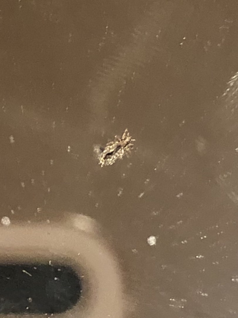 HEAD LICE FACTS LiceDoctors