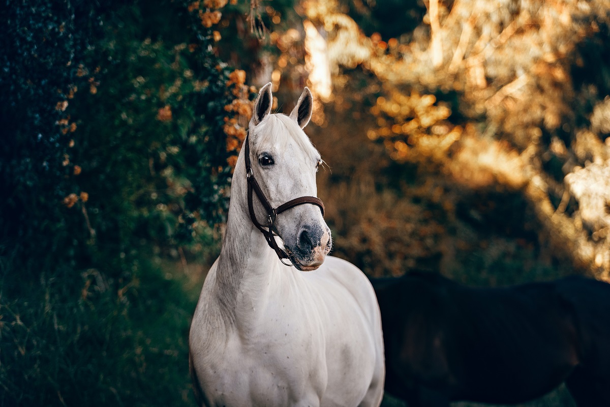 Can You Get Lice From a Horse