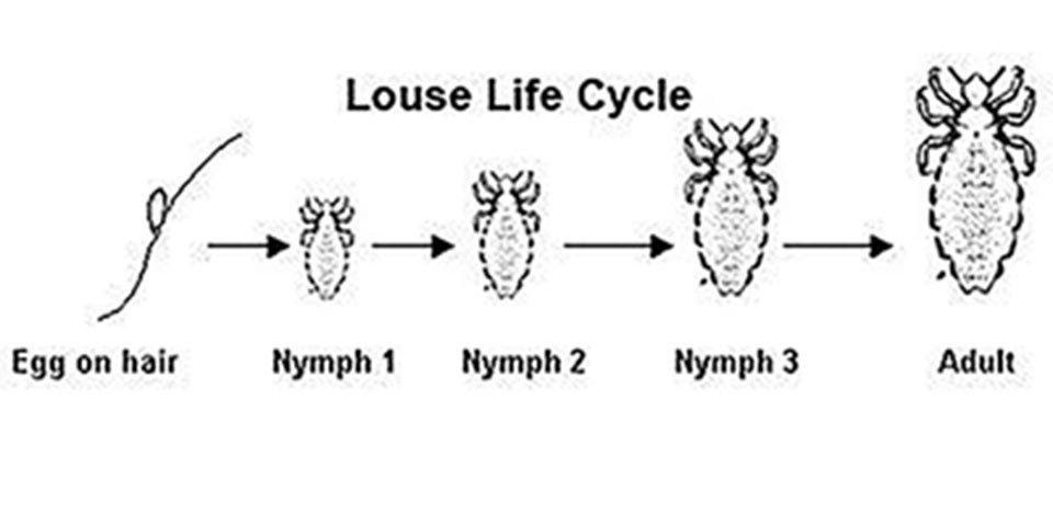 lice tips lice life cycle nit nymph louse bug
