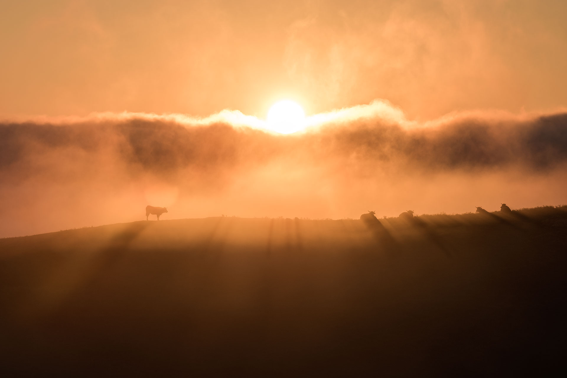 Sunrise over a field