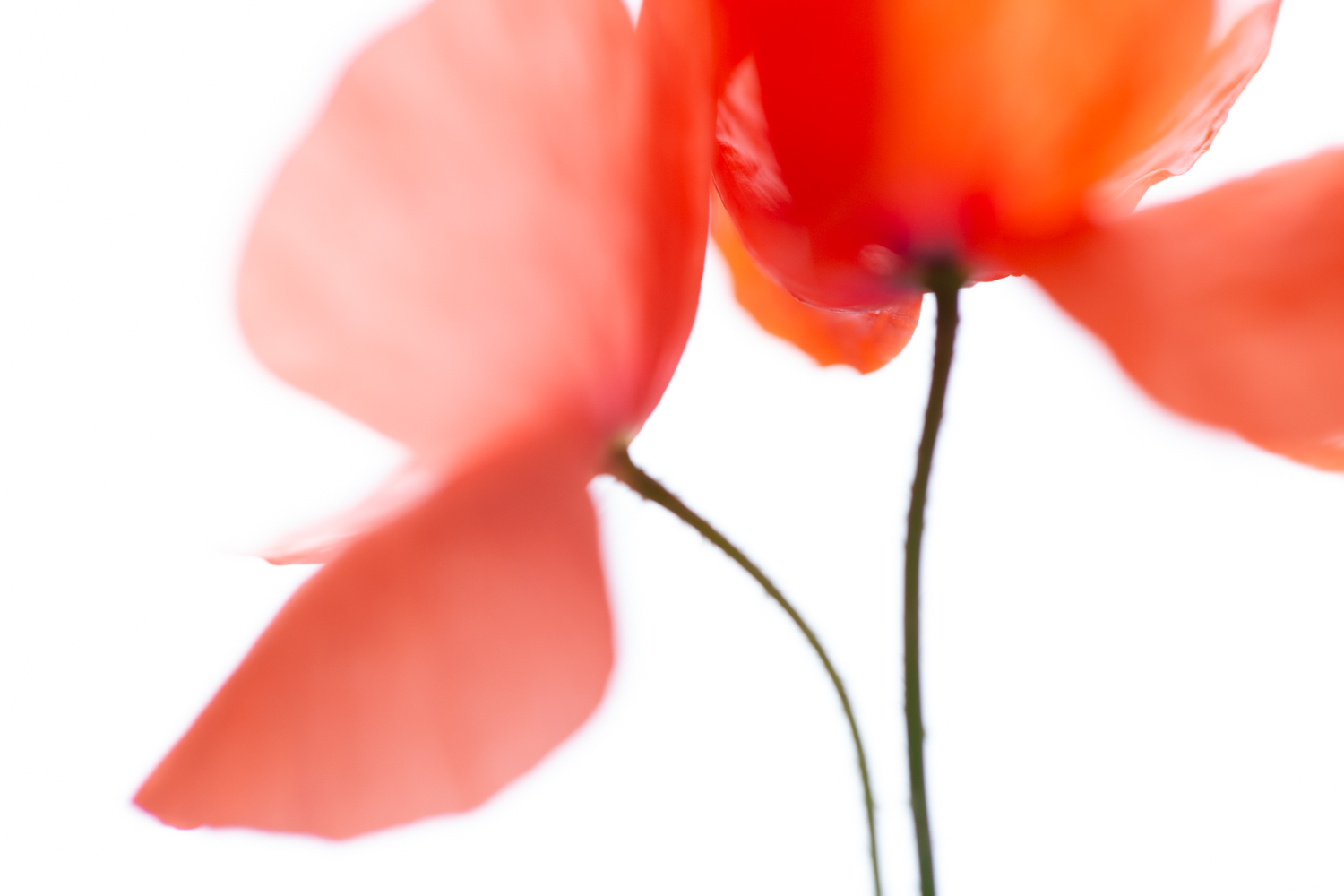 Macro image of a flower with a very shallow depth of field