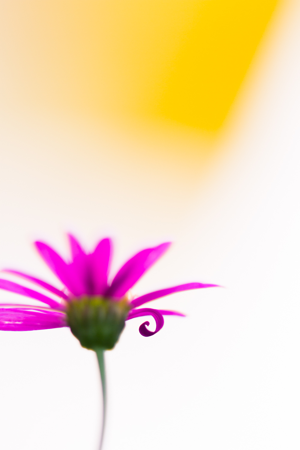 Macro image of a flower with a very shallow depth of field