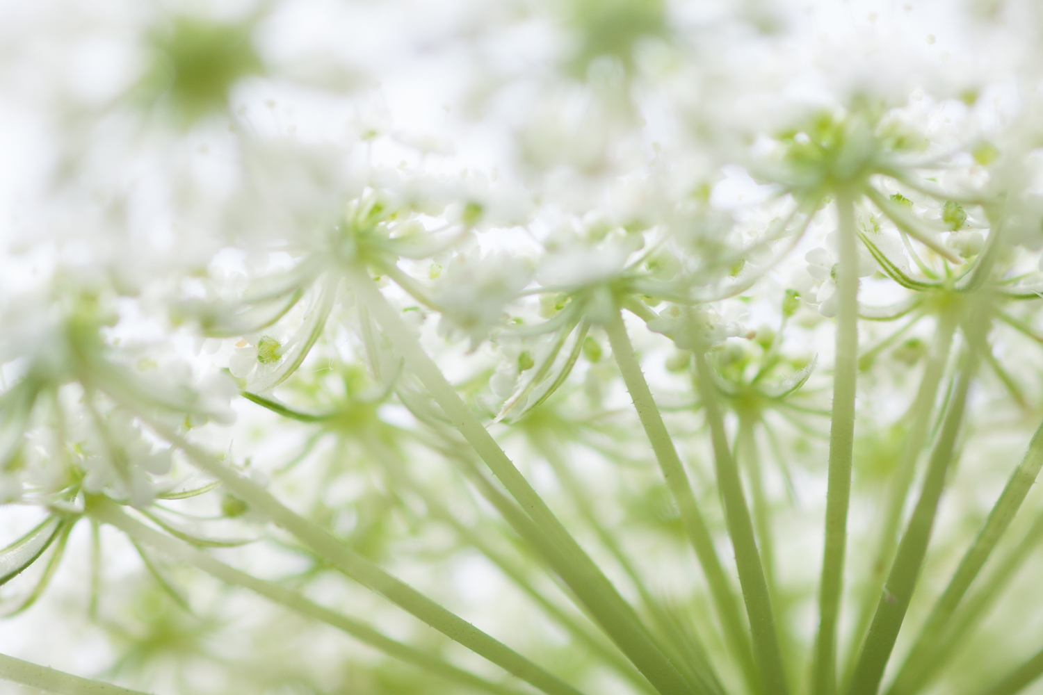 Macro image of a green and white plant