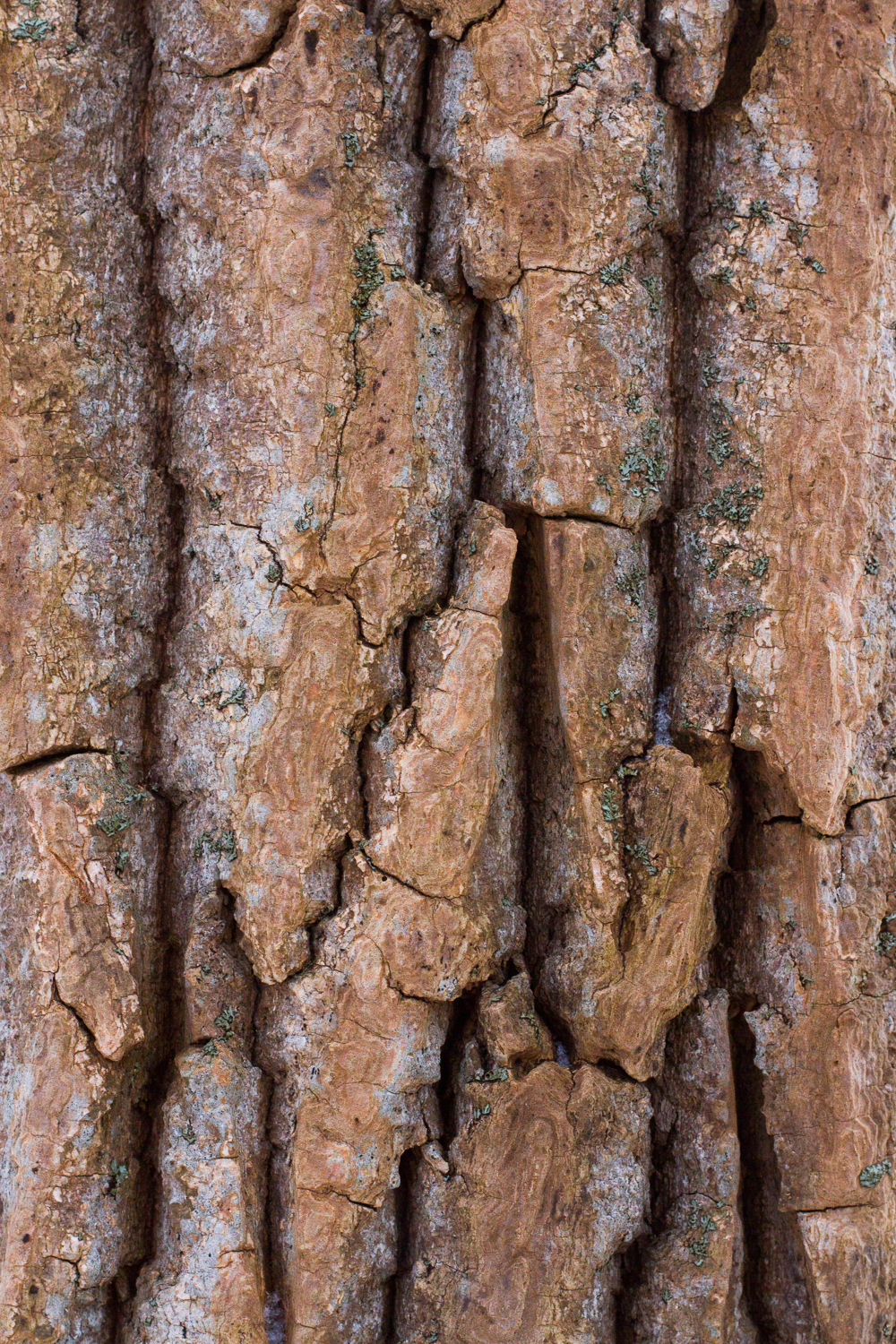 Close up image of tree bark