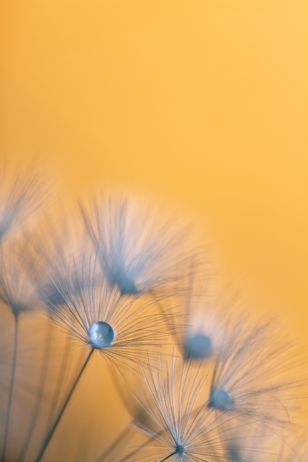 Macro shot of a flower against a yellow background