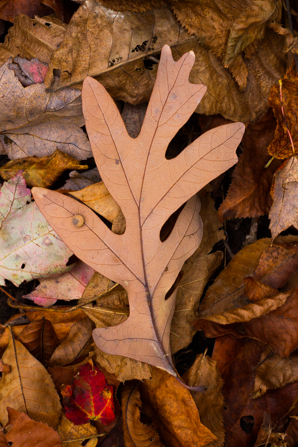 Macro shot of autumnal leaves