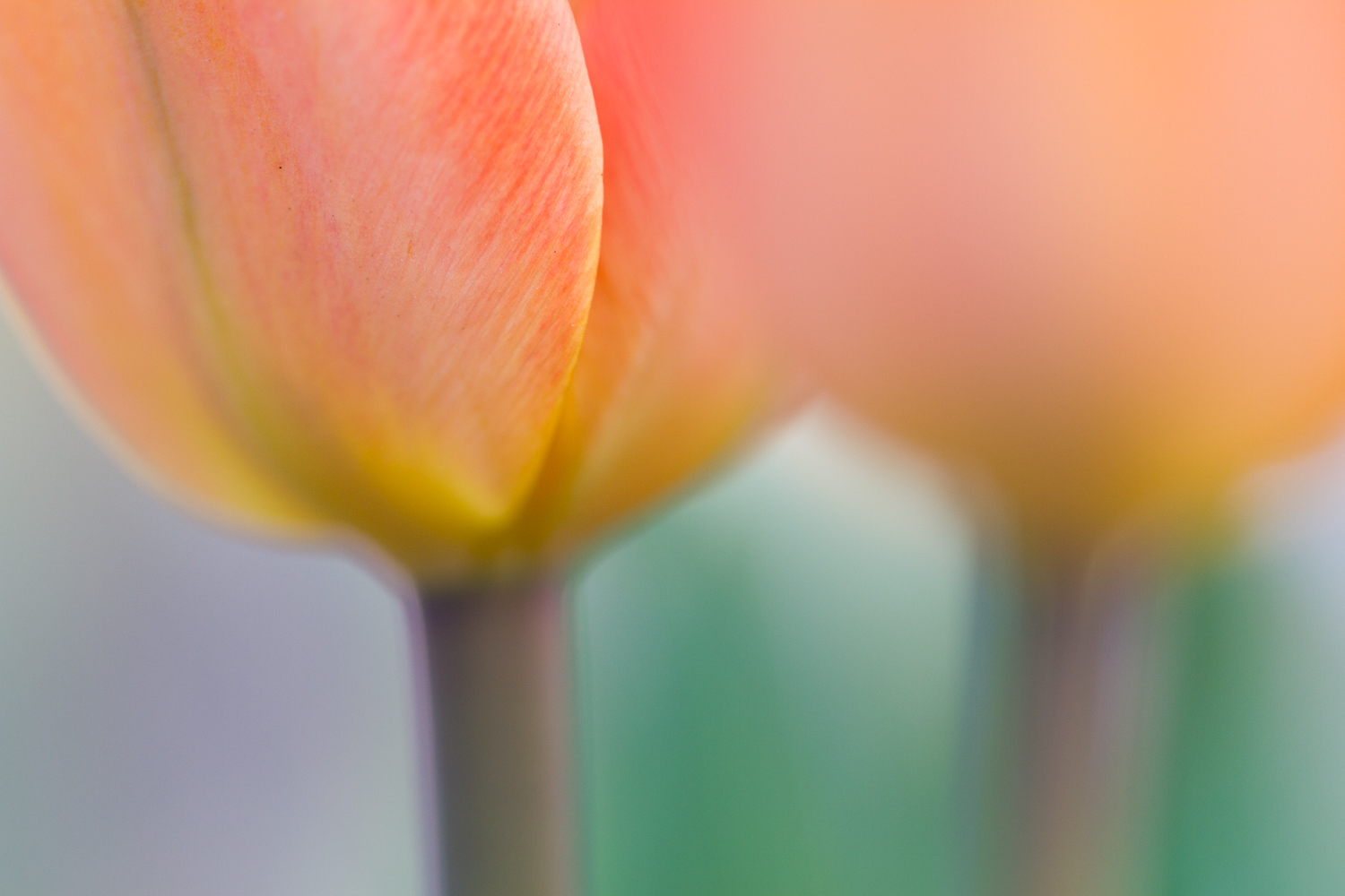 Extreme close up macro shot of a flower with a focus on the petal