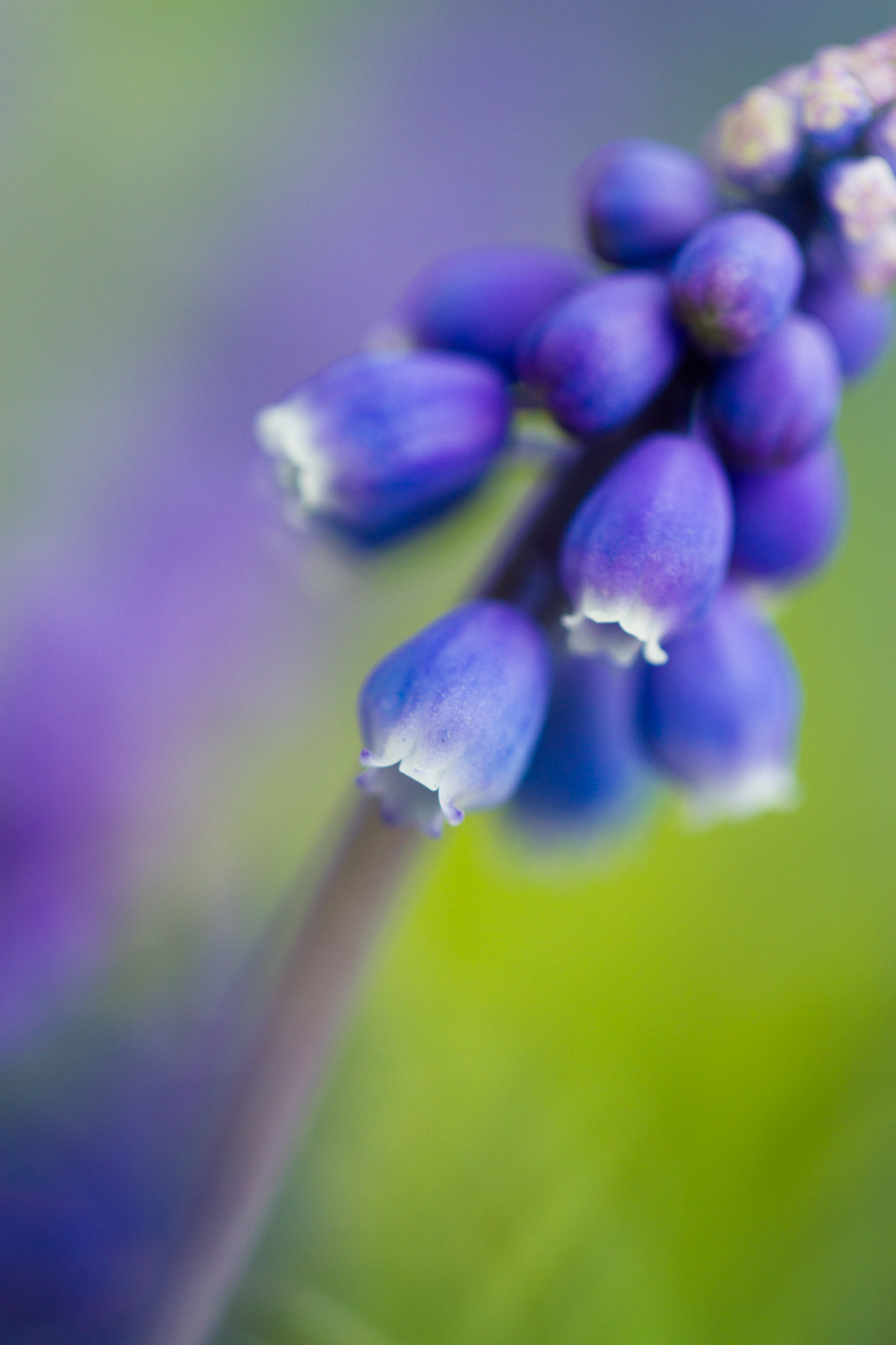 Extreme macro shot of a purple plant