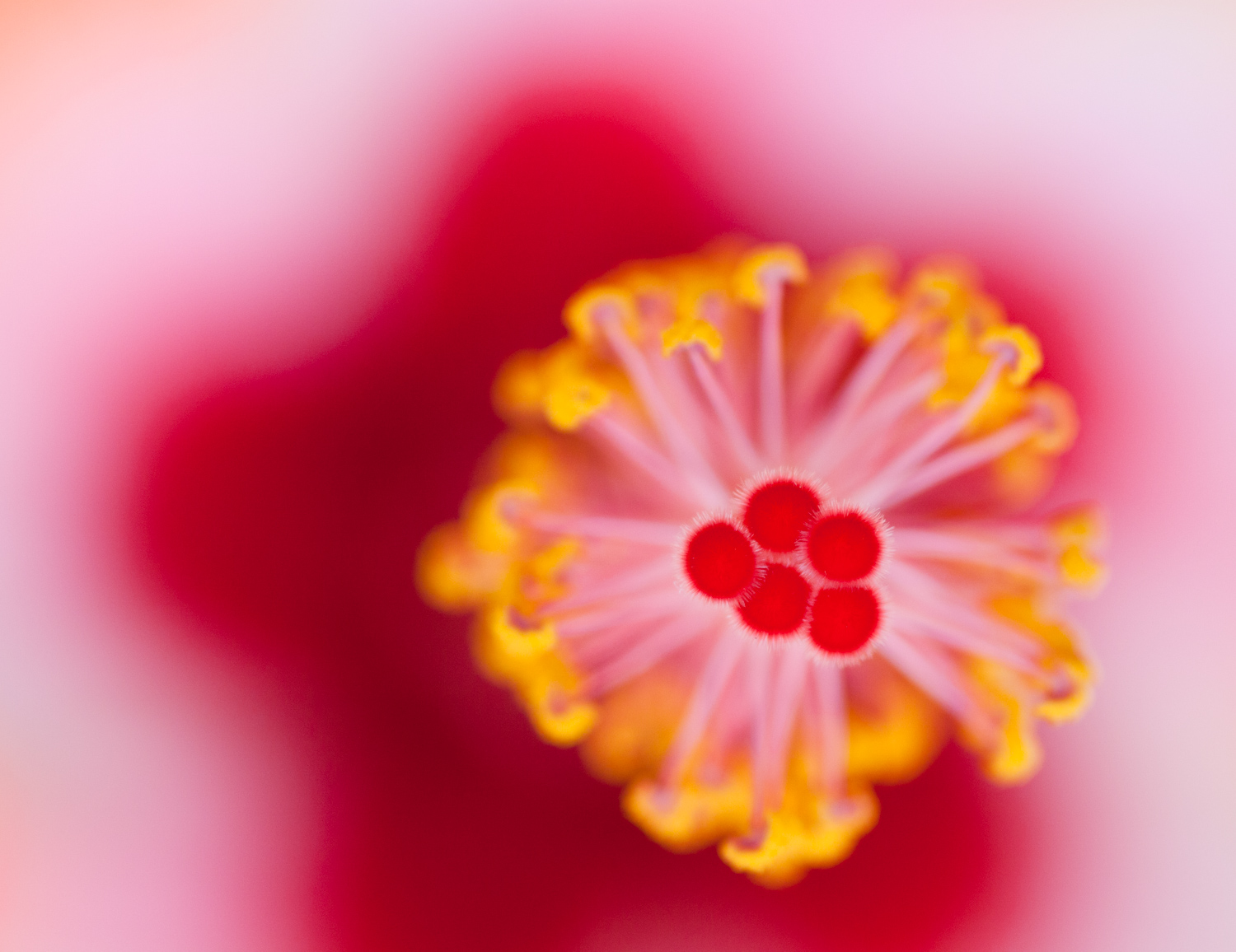 Ethereal macro shot of a red plant
