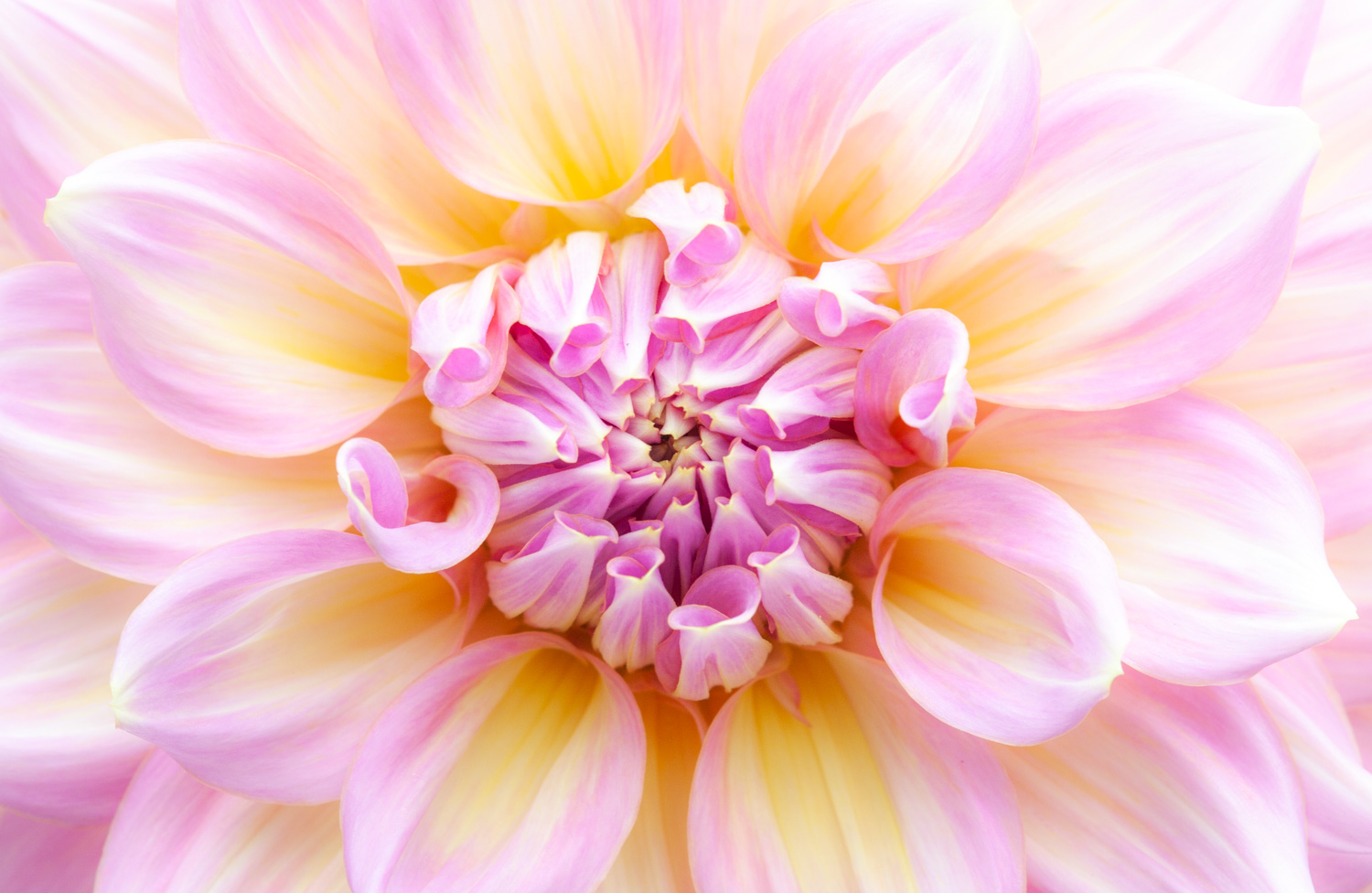Full frame closeup of a flower