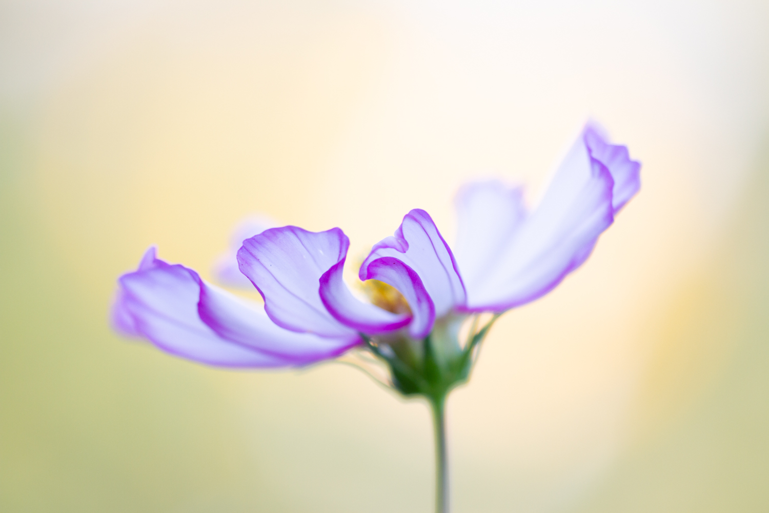 Macro shot of a flower with a shallow depth of field