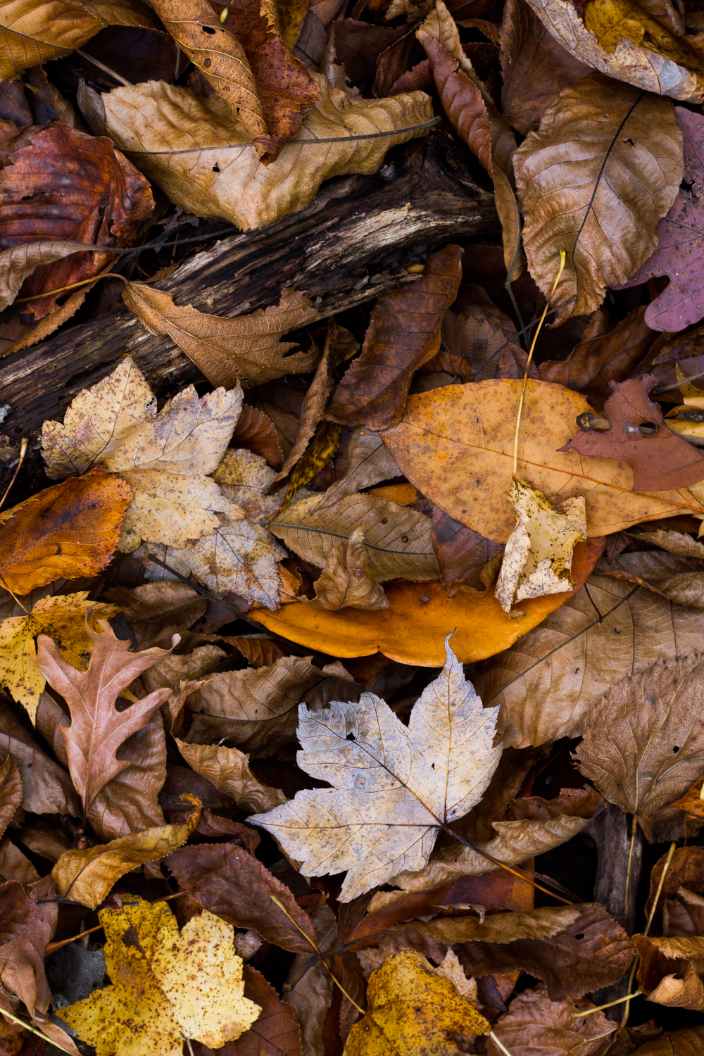 Overhead view of autumnal leaves