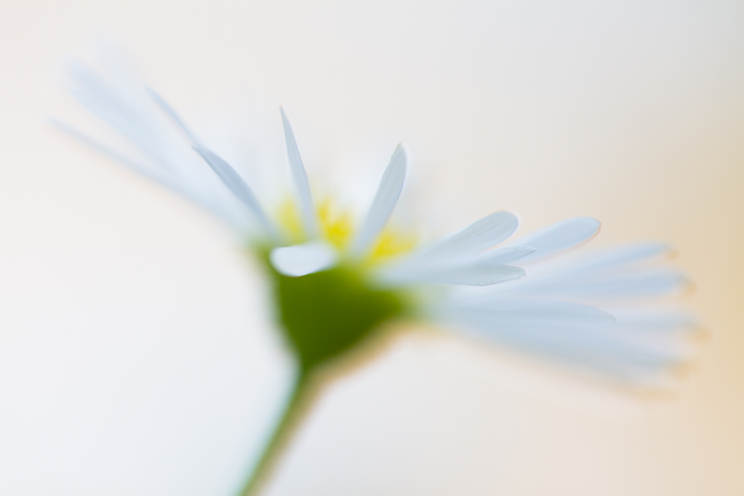 Extreme macro shot of a daisy