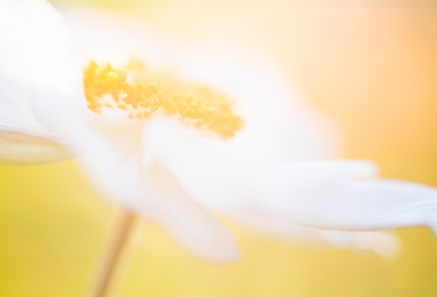 Macro shot of a flower in bright light