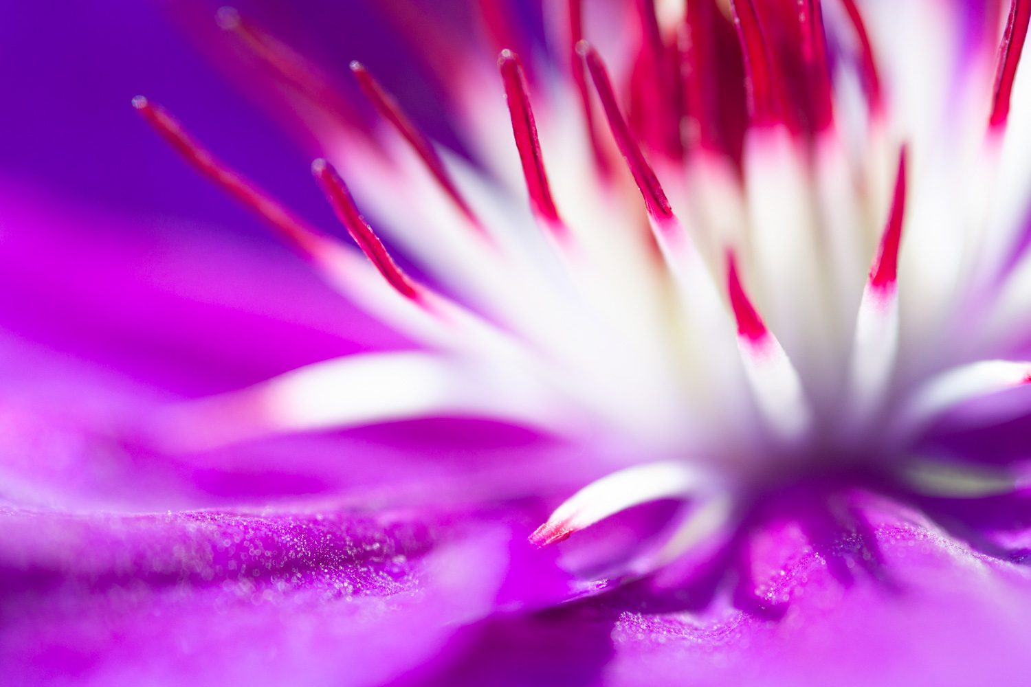 Vibrant macro of a flower