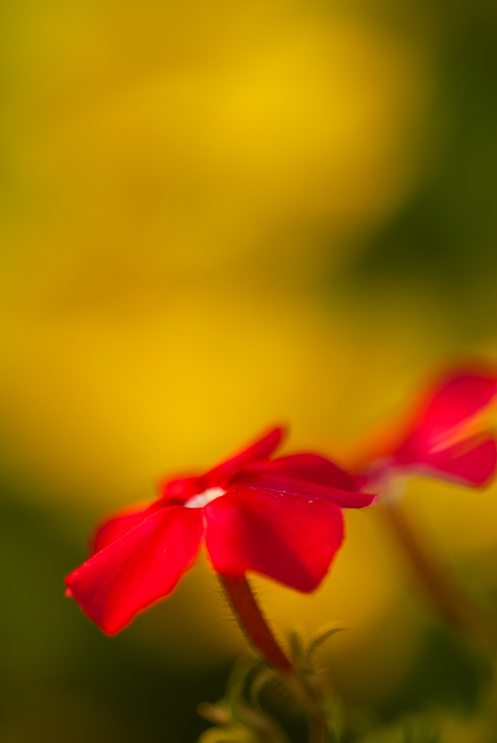 Macro of a red flower