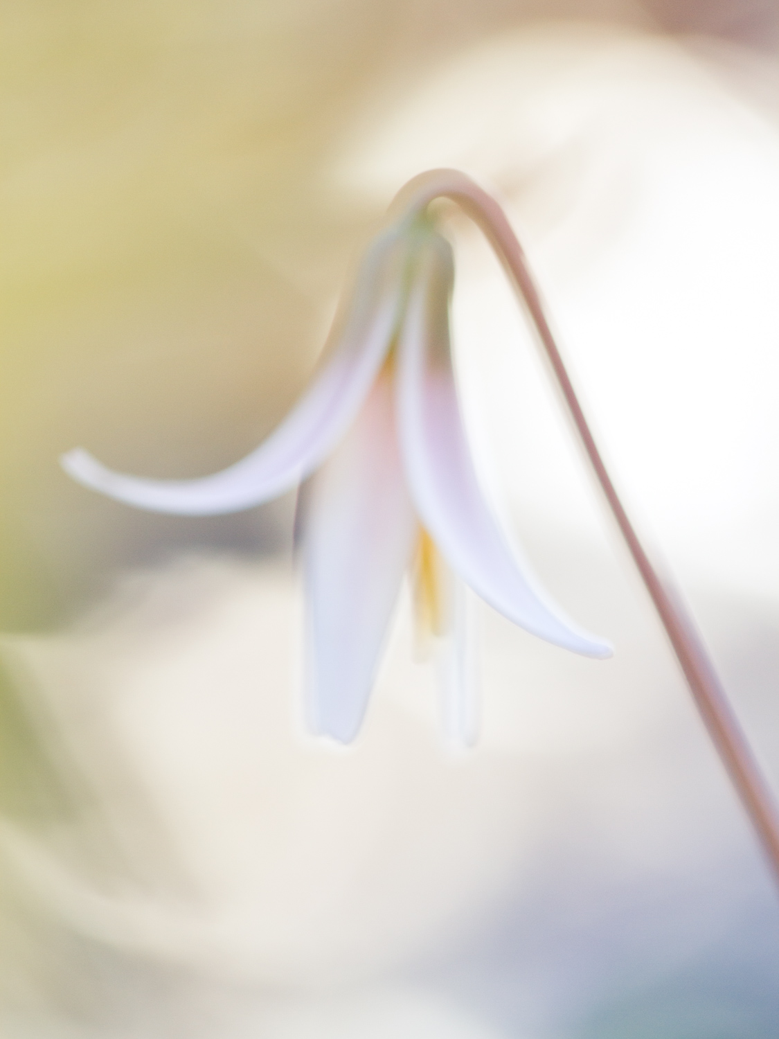 Macro of a flower