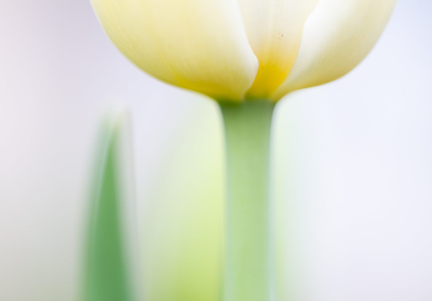Macro of a flower