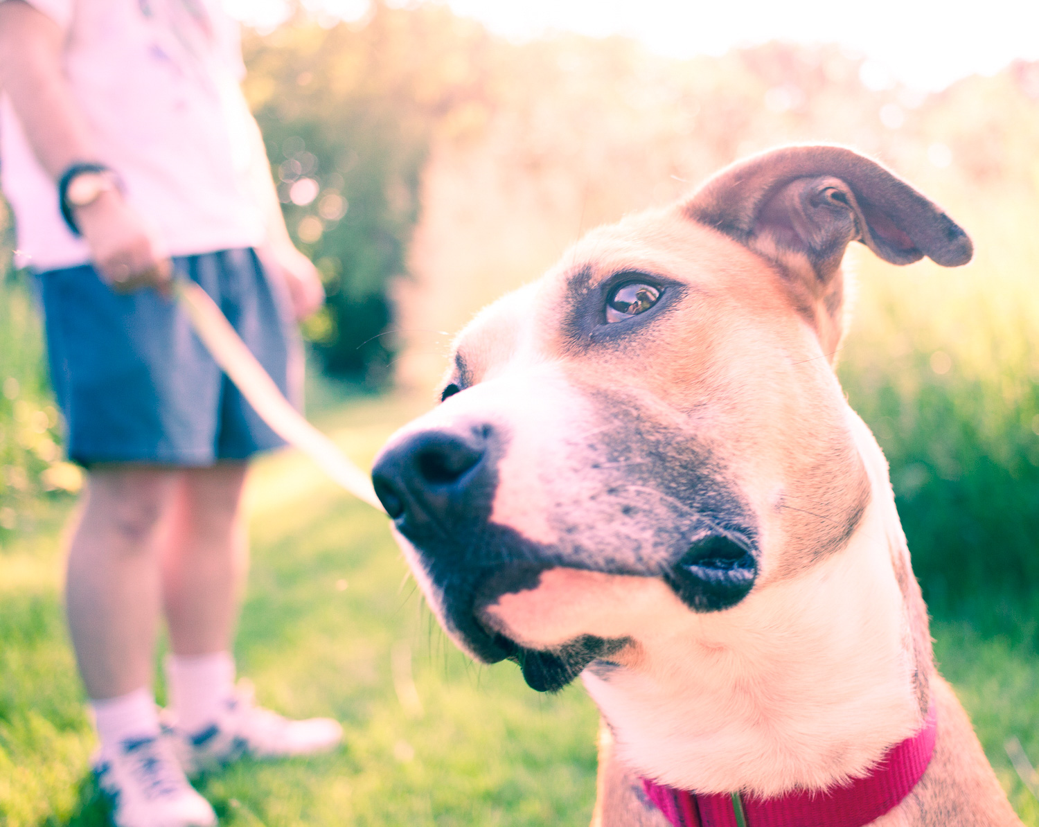 Portrait of a dog on a lead with the split tonig effect applied