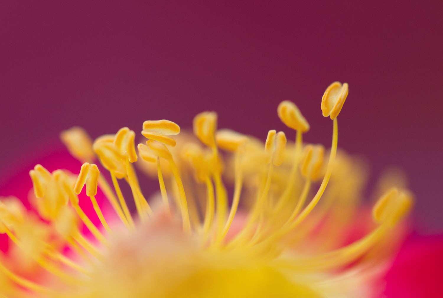Extreme macro shot of a flower