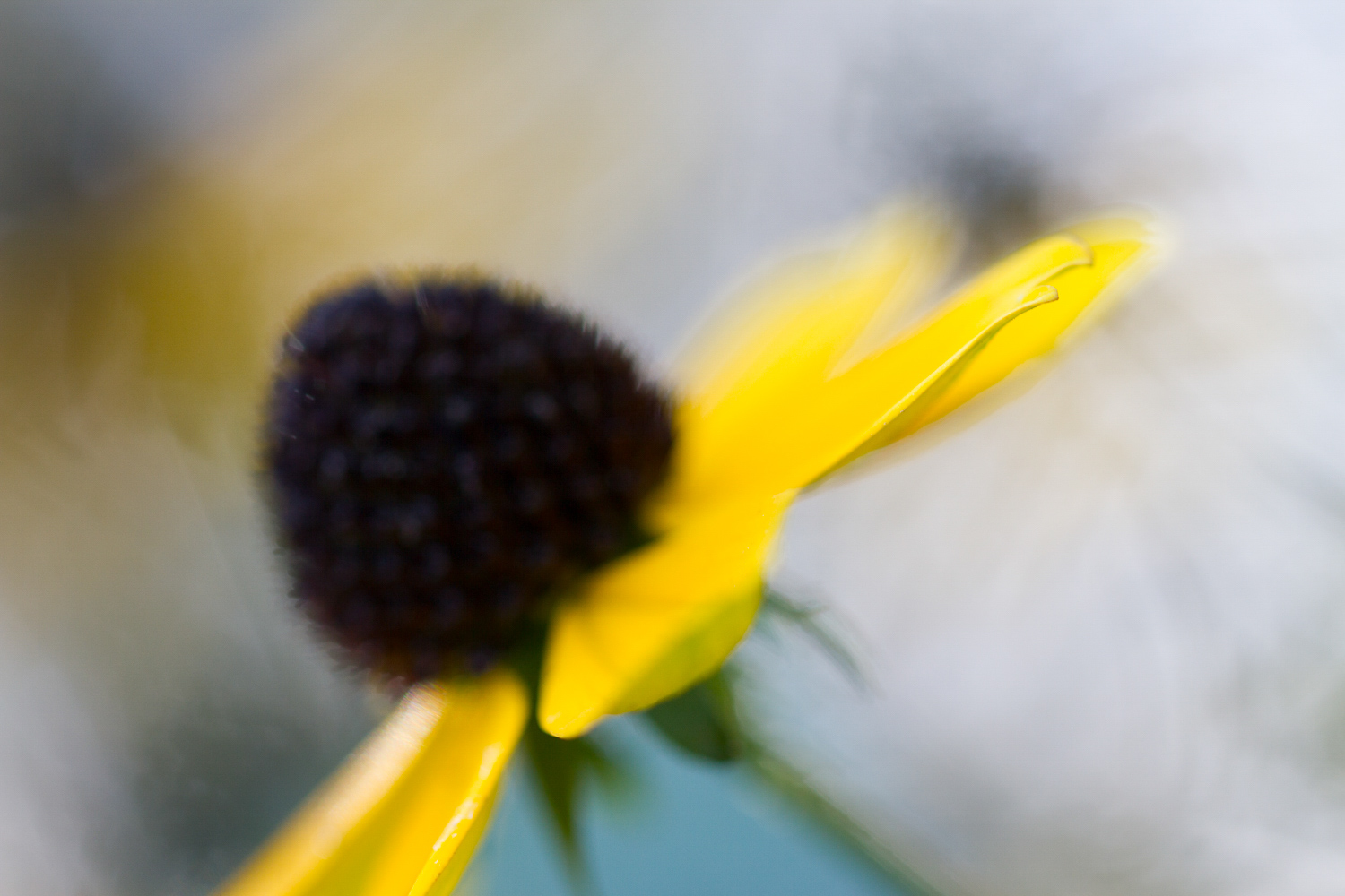Extreme macro close up of a flower