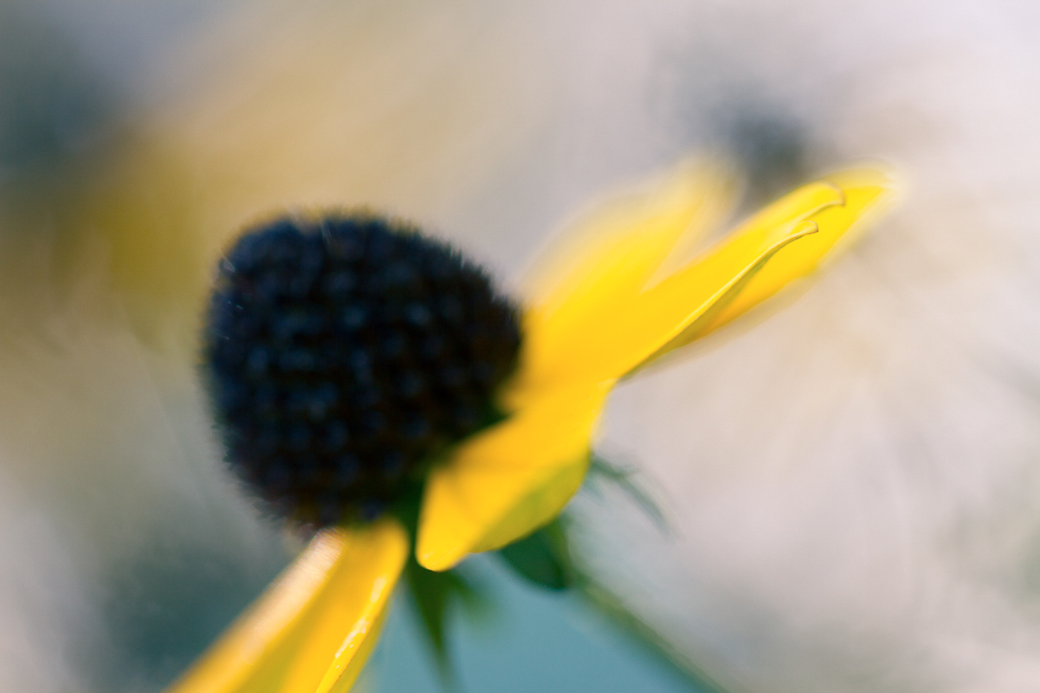 Extreme macro close up of a flower with subtle split toning applied