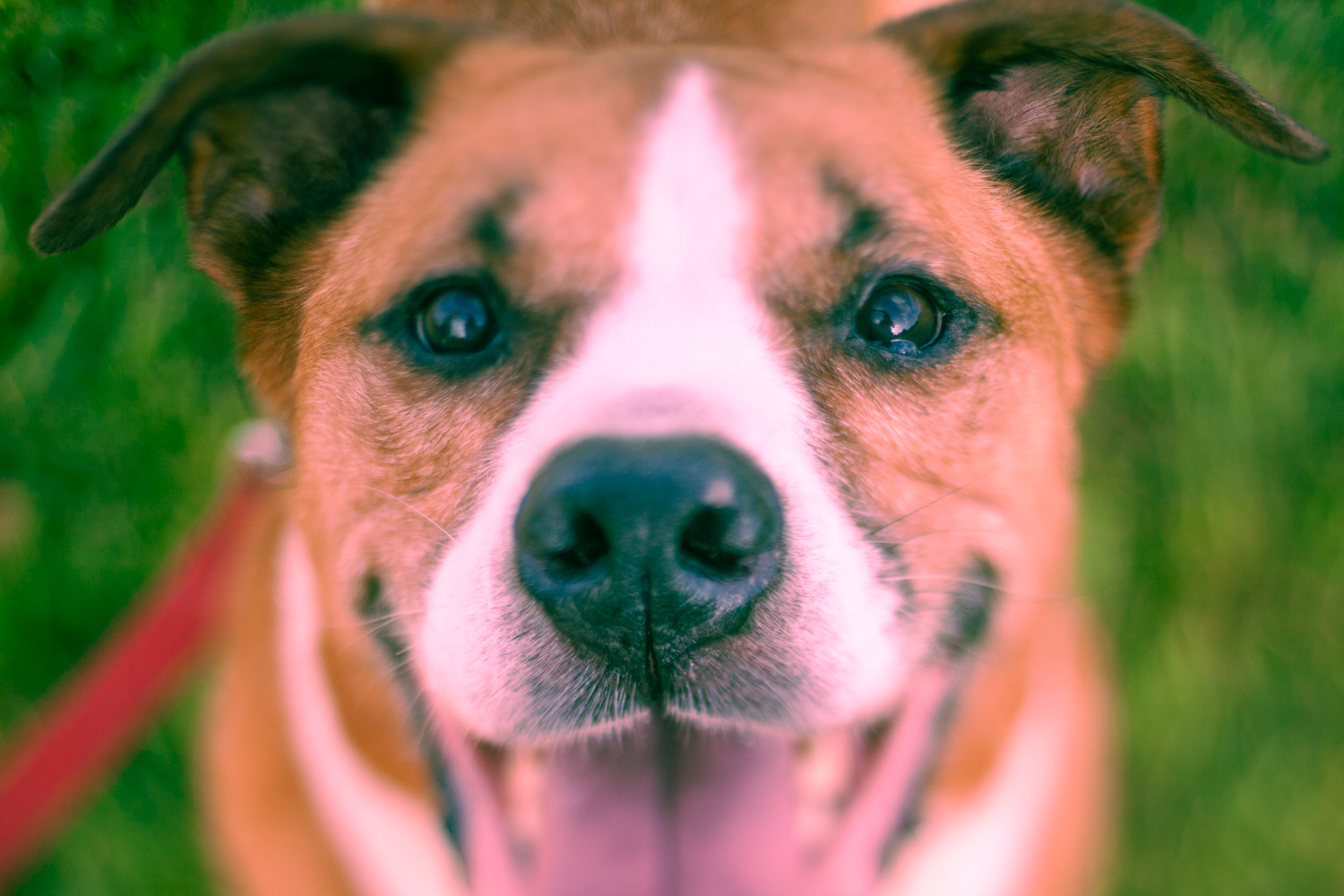 Portrait of a dog with a subtle split toning effect applied to the photo