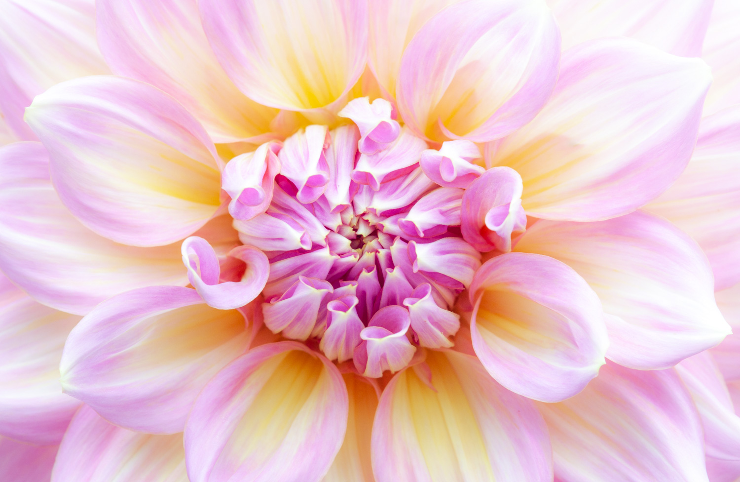 Macro shot of a pink and yellow flower