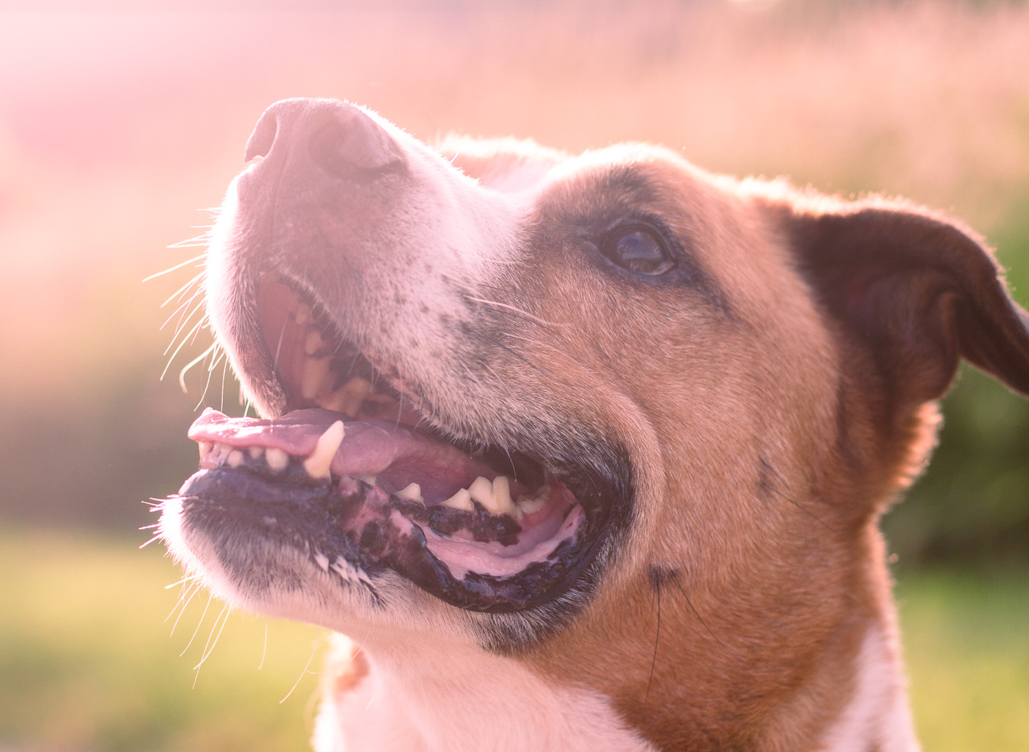 Portrait of a dog with the split toning effect applied
