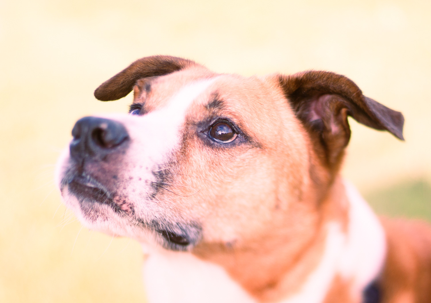 Portrait of a dog with the split toning effect applied