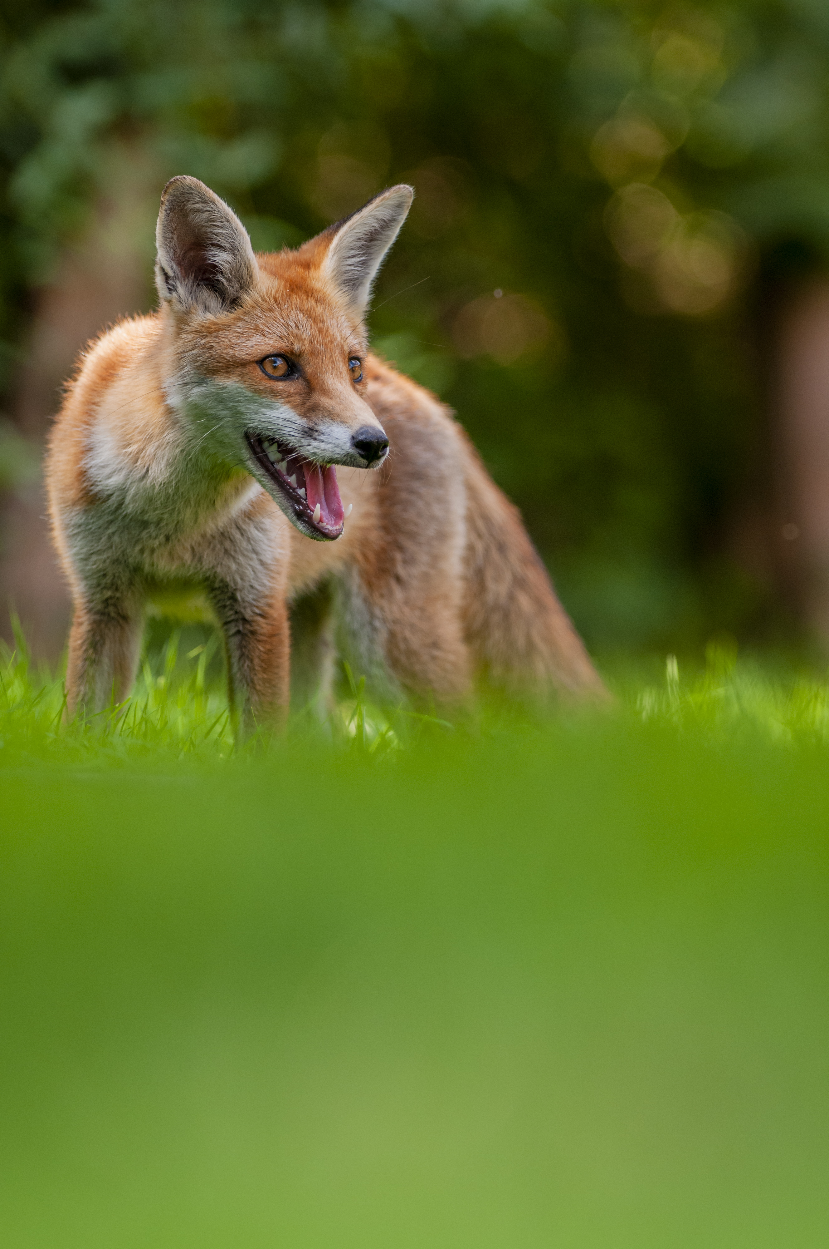 Fox on a lawn with a shallow depth of field