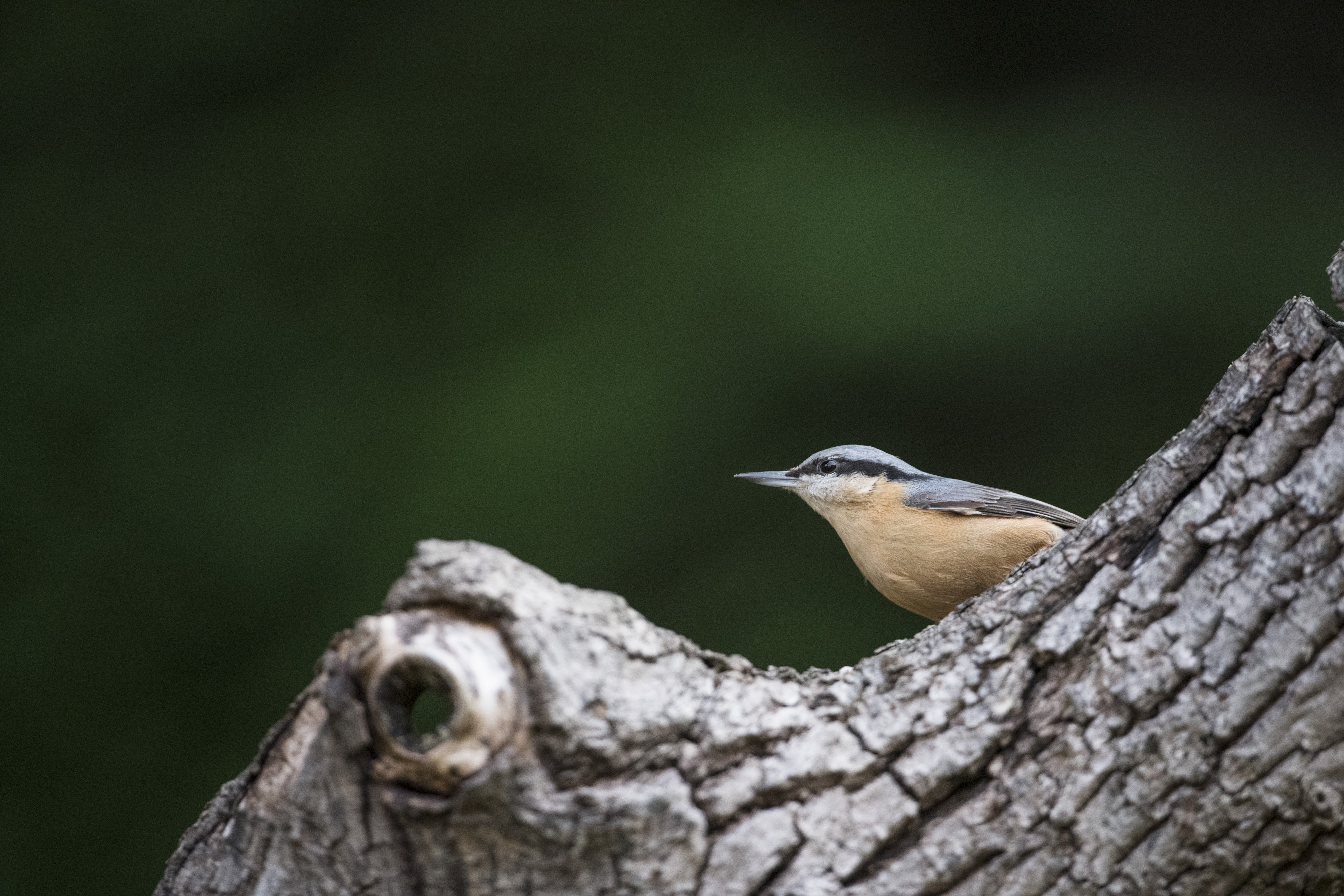 Bird on a branch