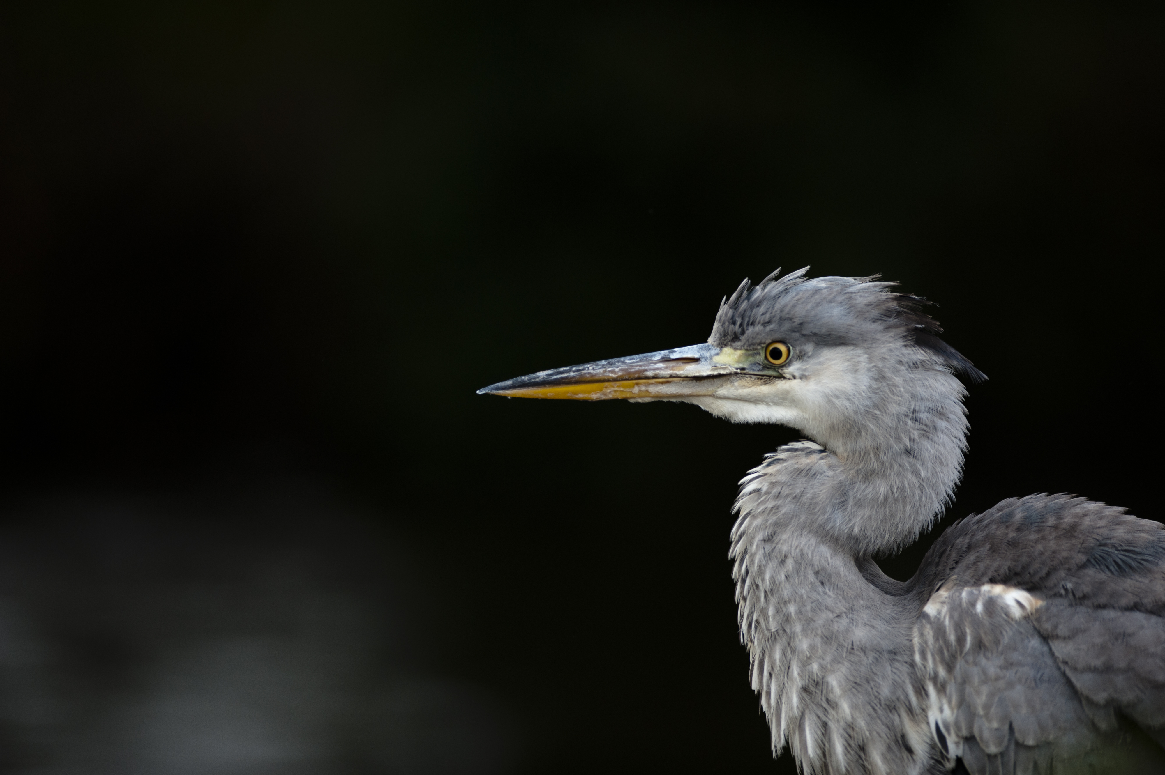 Photograph of a heron with a shallow depth of field