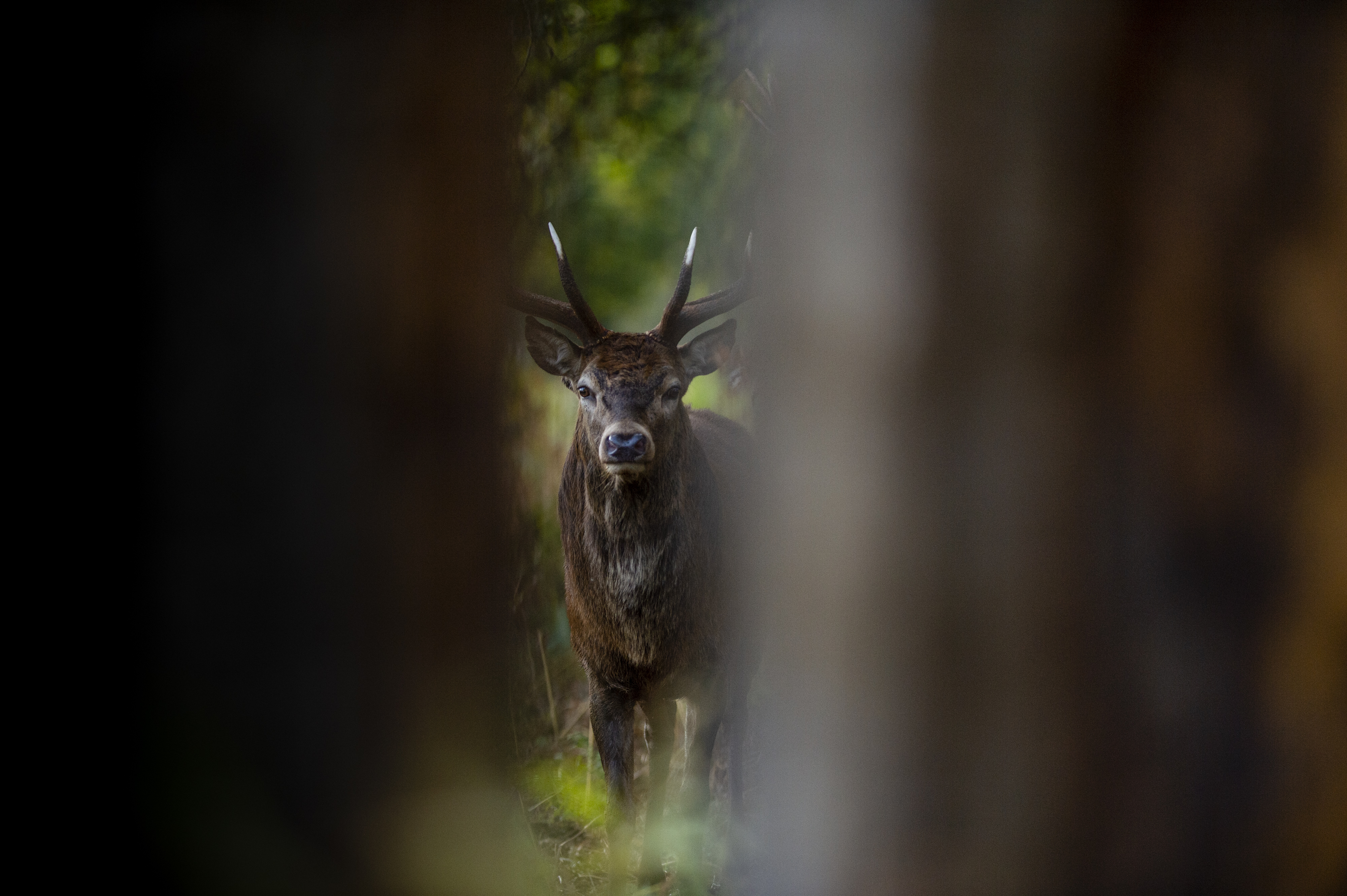 Portrait of a deer photographed between a natural frame