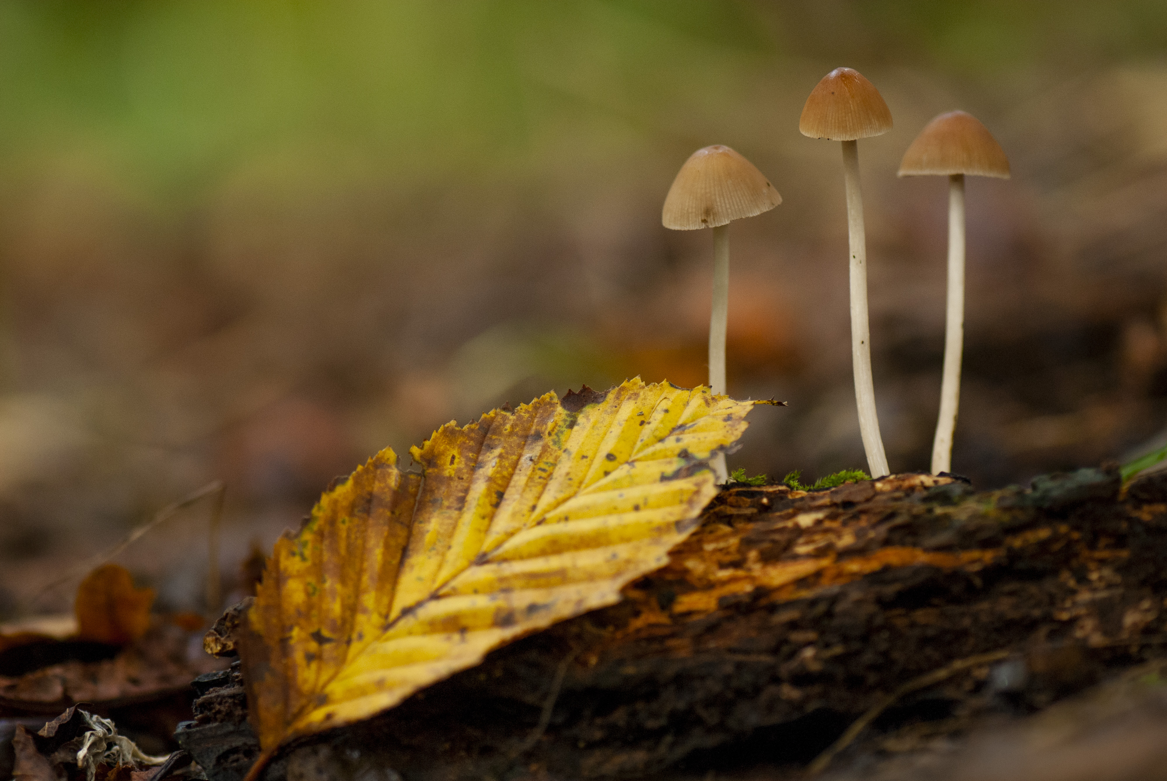 Macro shot of mushrooms on the forest floor
