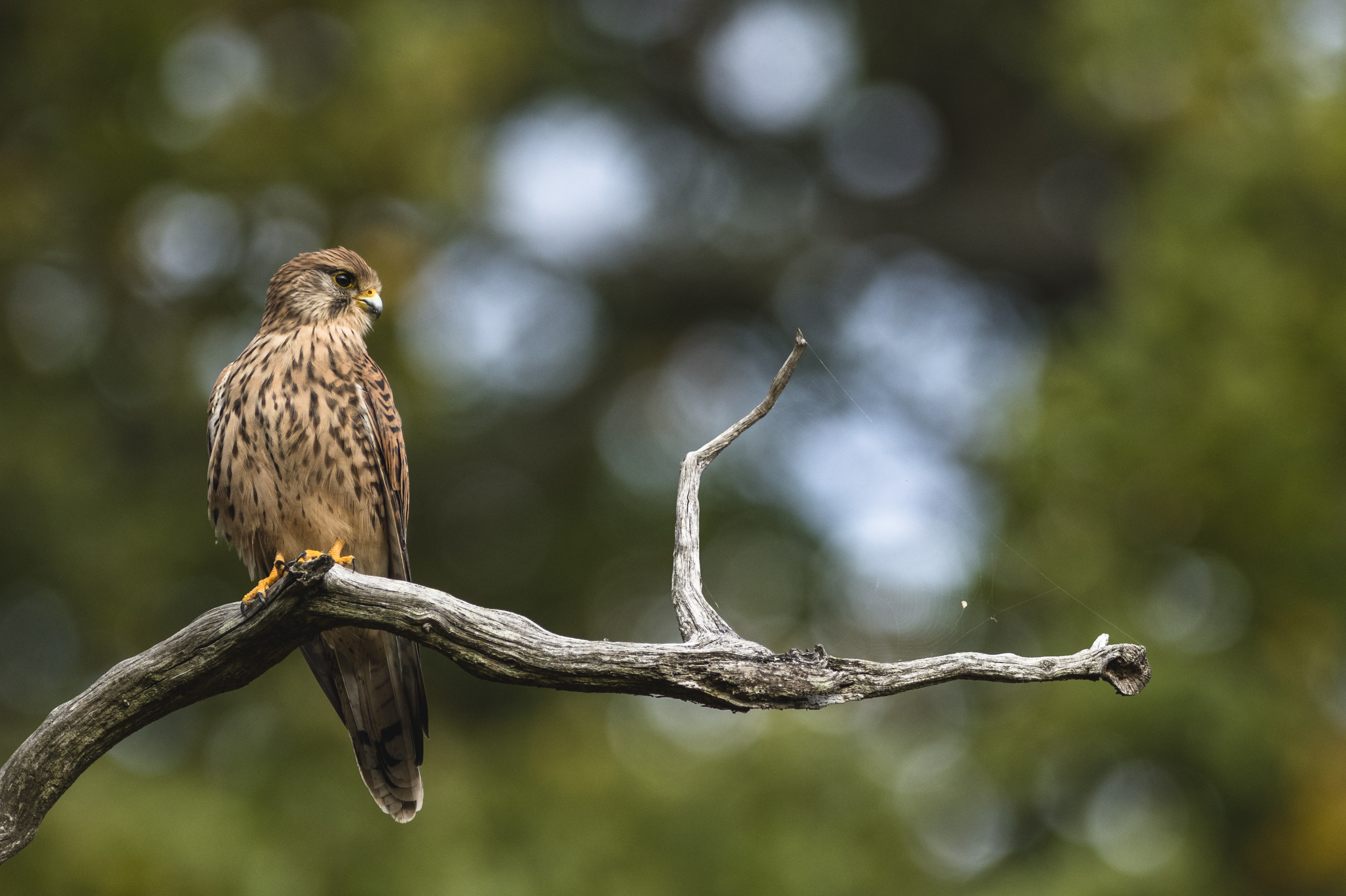 Falcon on a branch with a shallow depth of field