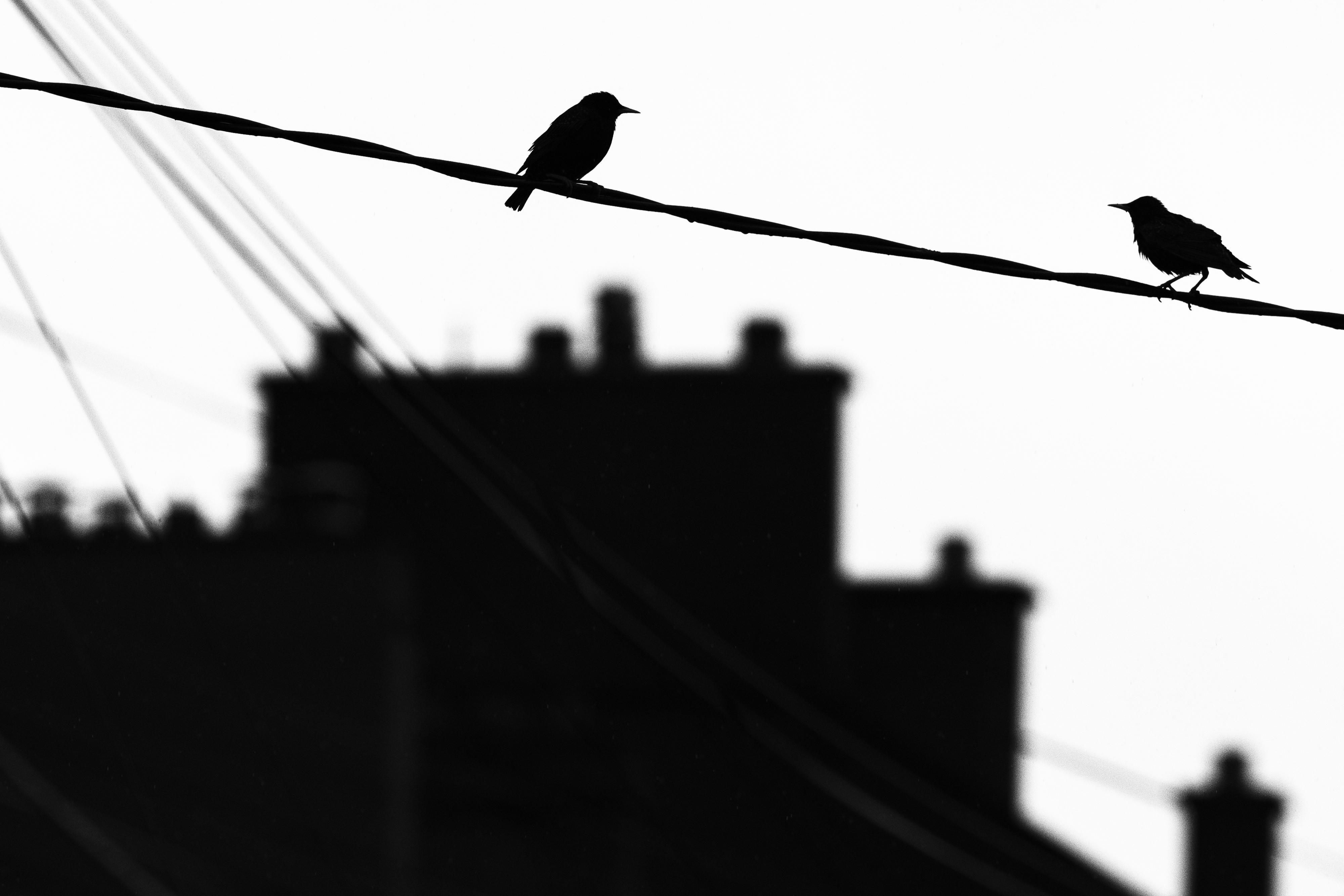 Two small birds on a telephone cable