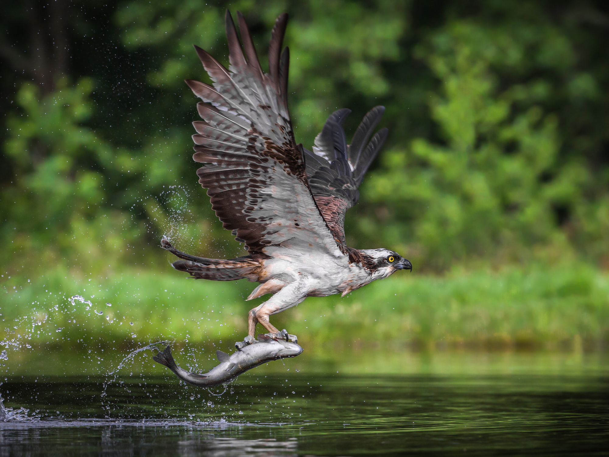 Flying osprey with a fish in its claws