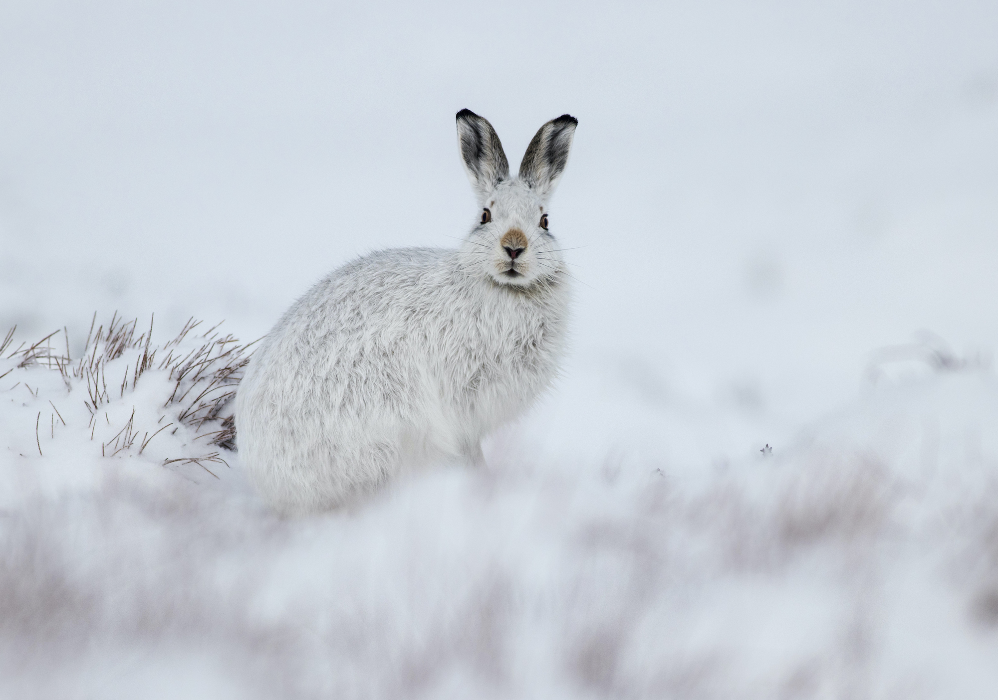 A mountain hare against a white snowy background, Scotland