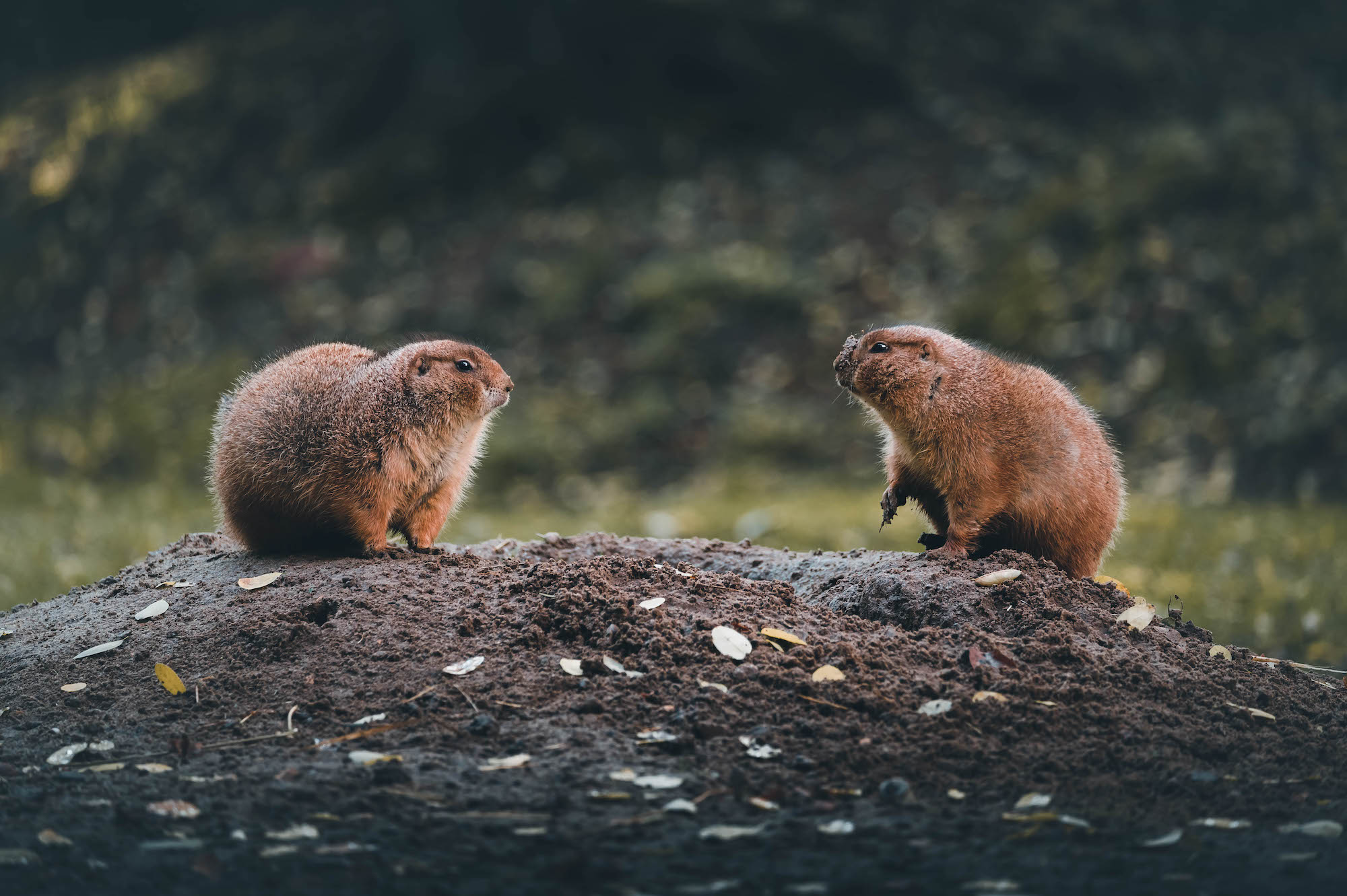 Two marmots looking at each other on a rock