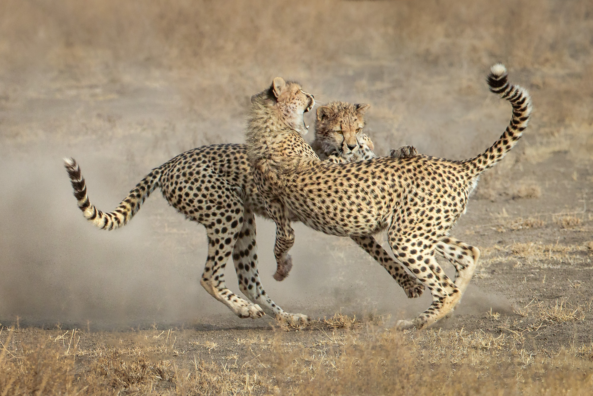 Two cheetahs fighting