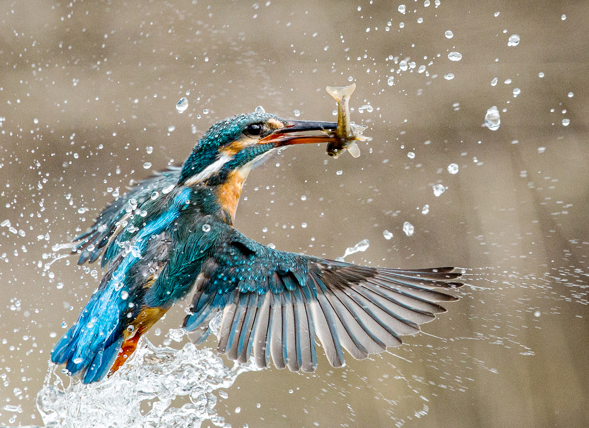 Image of a Kingfisher taken with a shutter speed of 1/3200s